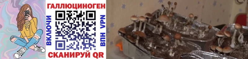 Псилоцибиновые грибы Psilocybine cubensis  Обнинск 
